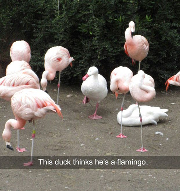  This duck ruffled some flamingo feathers at the zoo