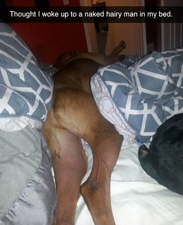  This sleeping pooch made her owner do a double take