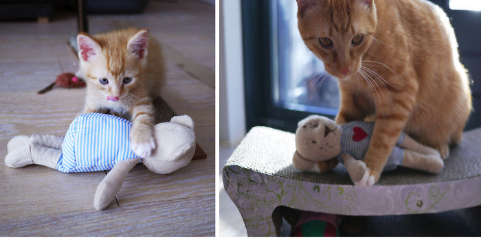 Mouth-to-mouth . . . looks like the cat knows how to do CPR on favourite toy