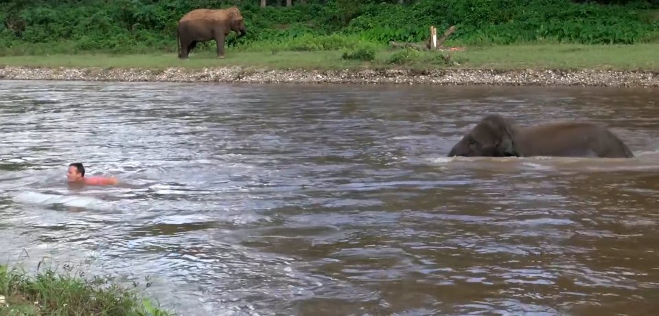  The young cow was rescued from a cruel owner who routinely beat her