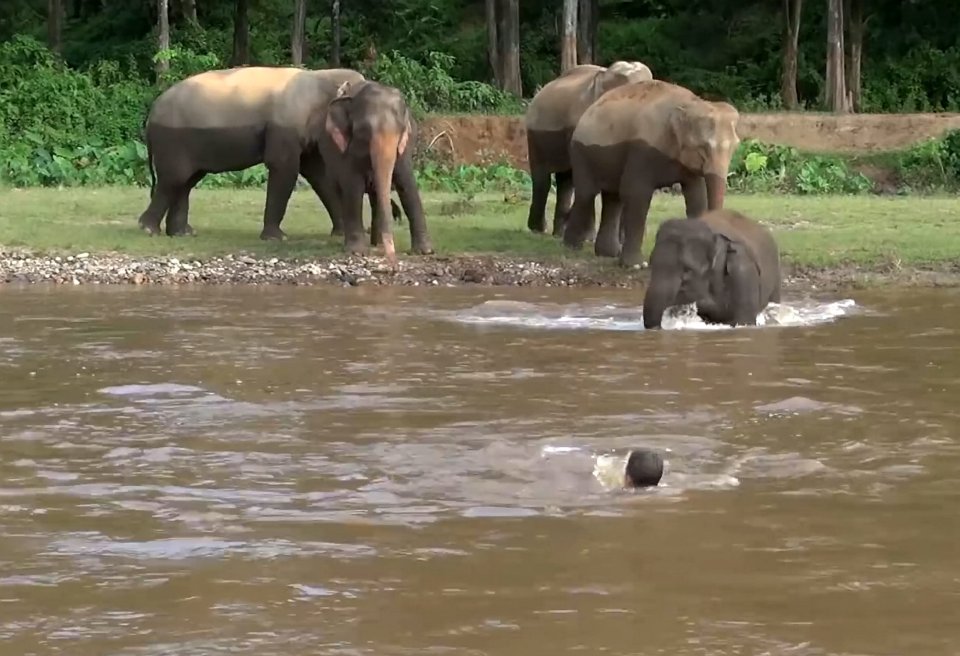  Kham Lha the elephant races into the river to ‘save her human best friend’