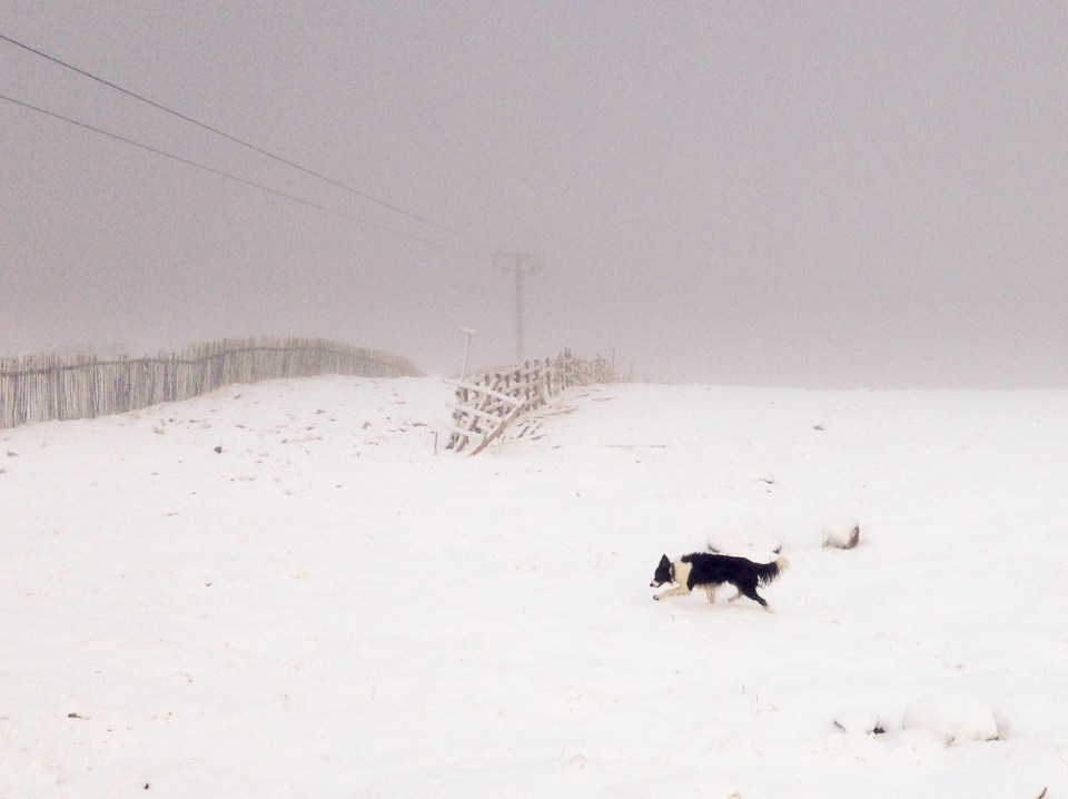  Temperatures plummeted as the first snowflakes of the season were seen