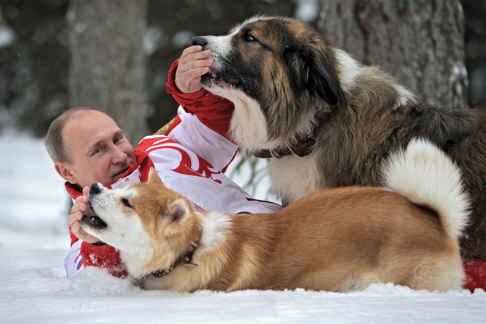  Vladimir Putin who is renowned for his love of dogs, cuddles a Bulgarian shepherd and Akita Inu in the snow in 2013