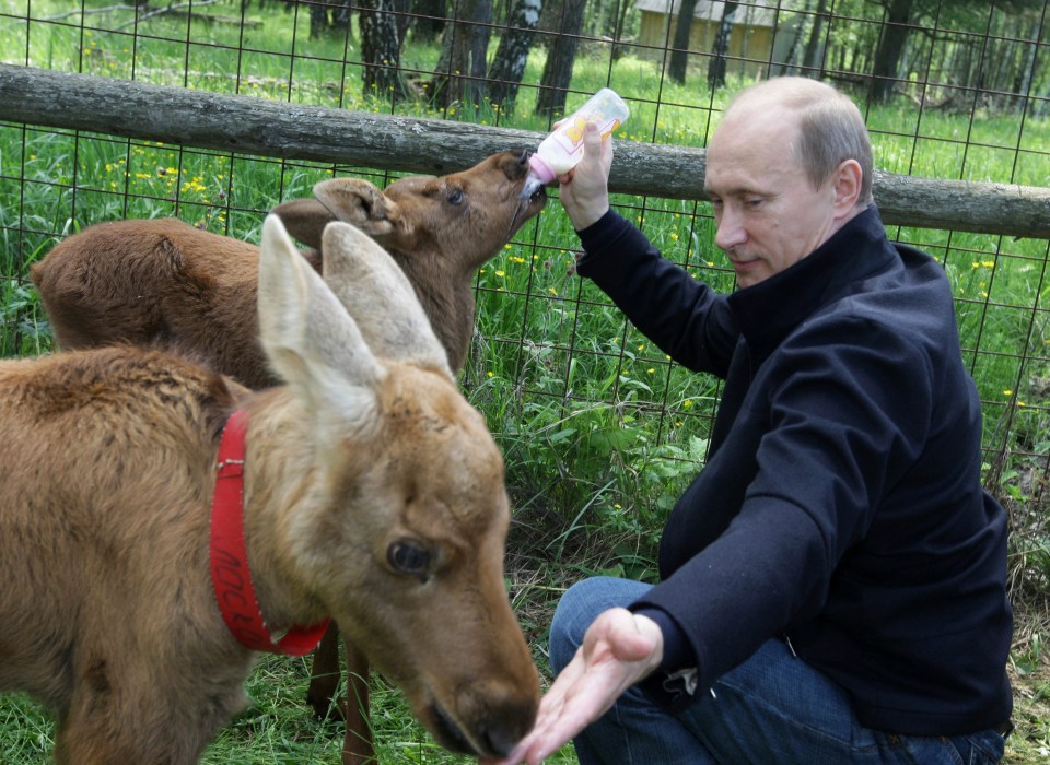  Putin feeds a pair of young elk with bottled milk at a national park in northeast Moscow