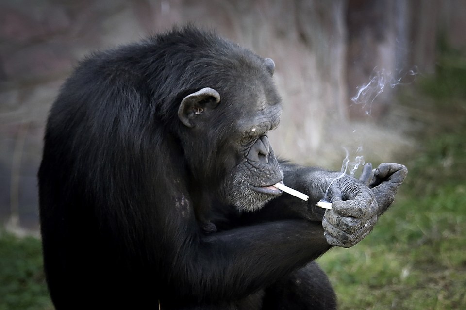  Chimpanzees in the smoke