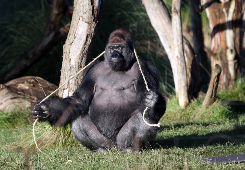  Opportunistic . . . gorilla escaped through unlocked door, claims keeper