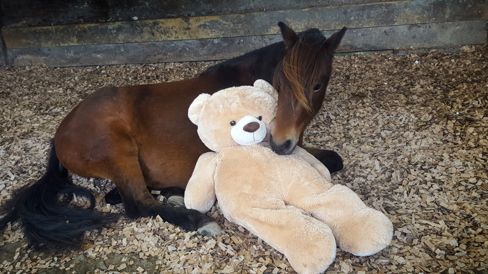  Best of pals . . . orphaned foal still loves to sleep next to Buttons three years after their first meeting