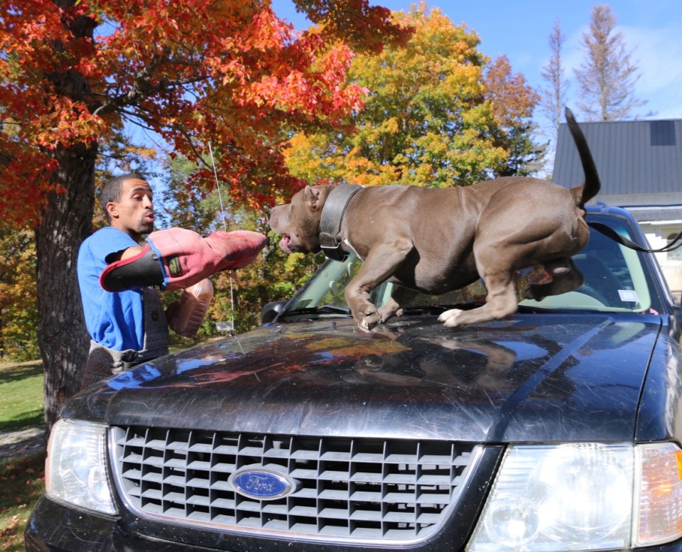  At the start of Kobe’s training the powerful pup was reluctant to bite or tug, leading owner Marlon to push his training further