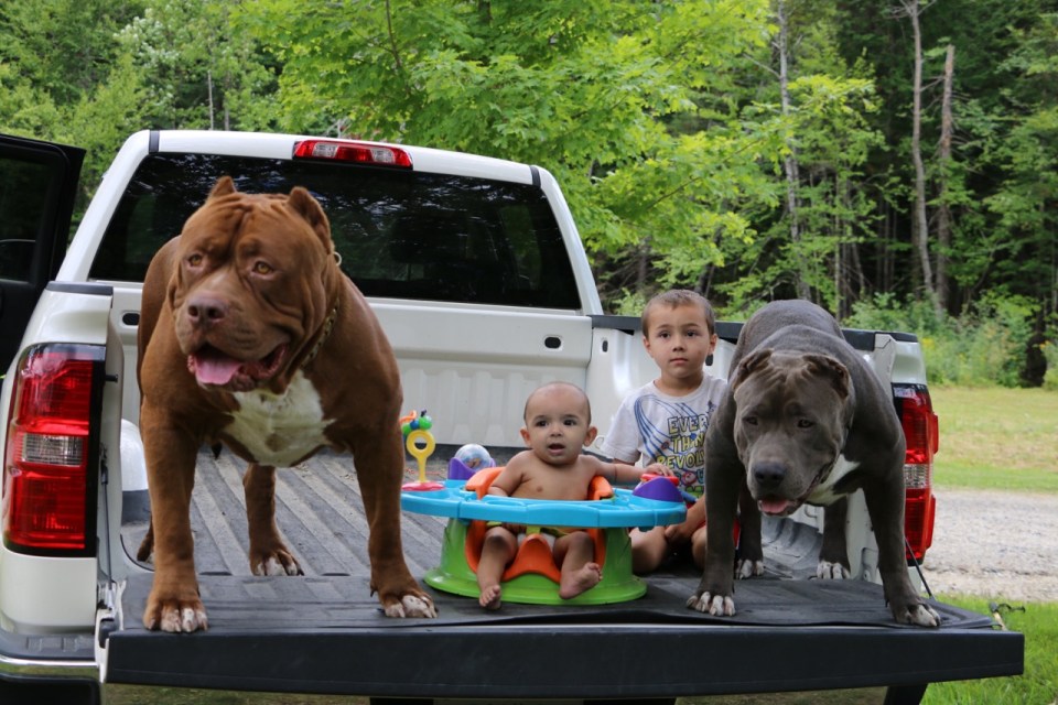  Earlier in the year 12-stone Hulk fathered eight puppies