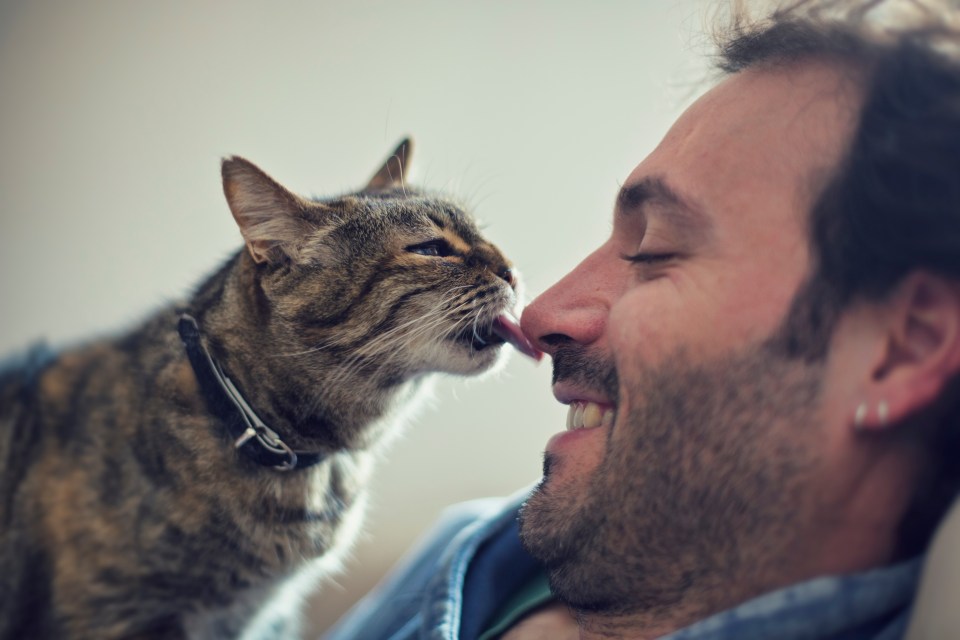  Cats are territorial and can lick you as a sign of ownership