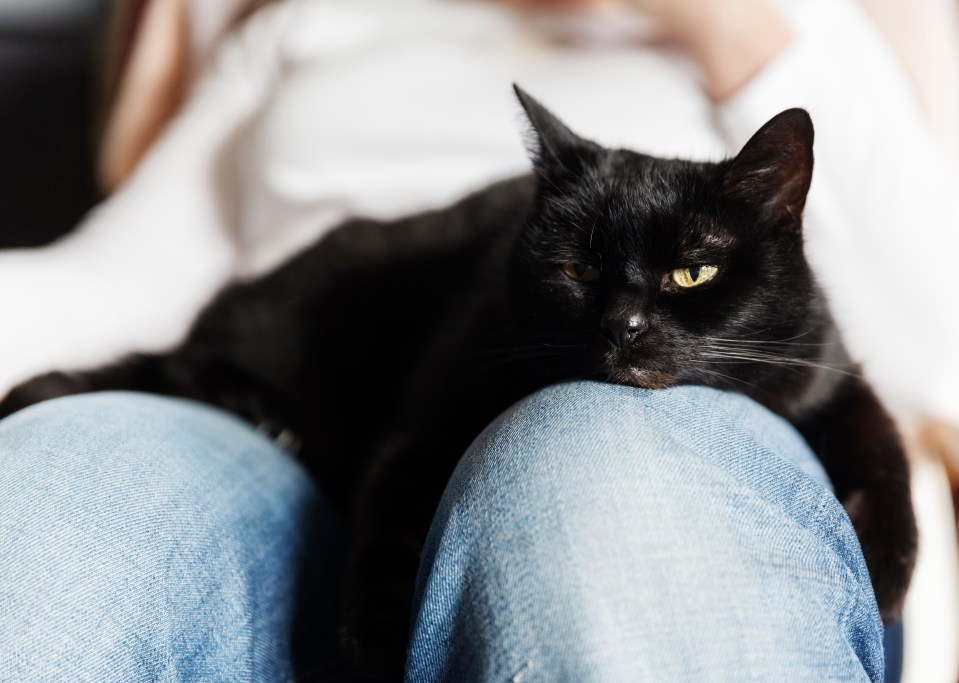  Dribbling cats can be a sign of contentment