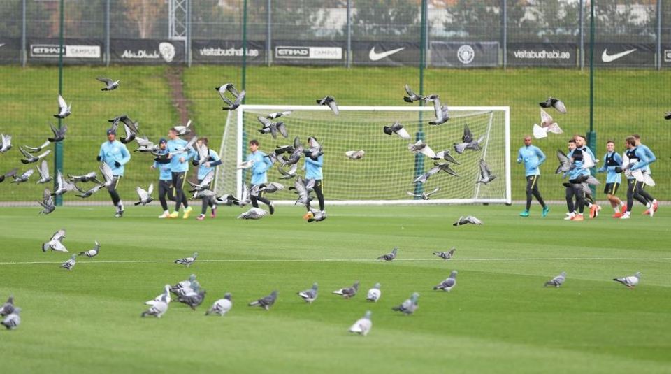  A flock of pigeons make their presence known at Manchester City's training session yesterday