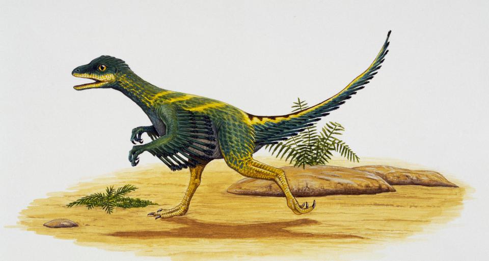  Avivimus dinosaurs, whose name means 'bird mimic', grew four feet tall and lived in Asia around 66-100million years ago