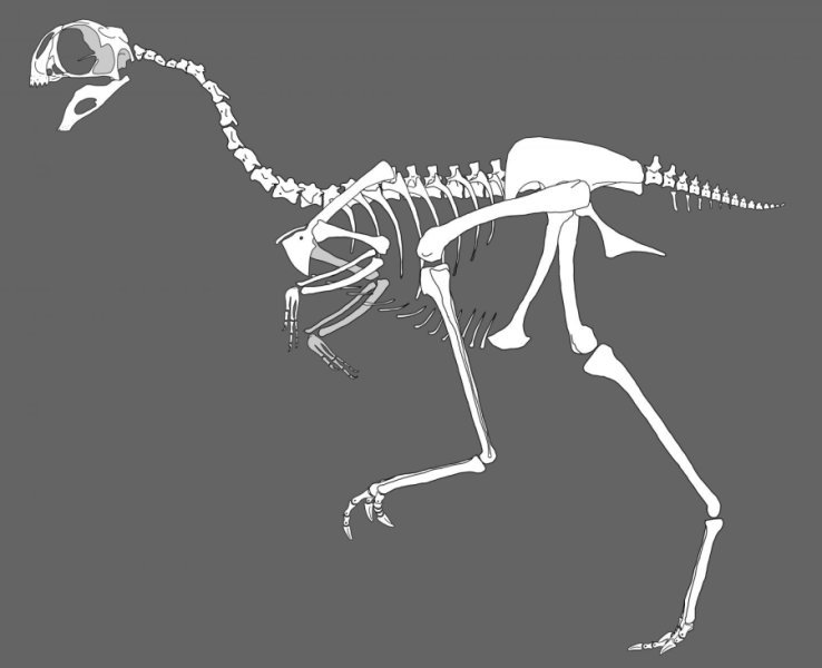  New research on an assemblage of avimimus adults that died together suggests they were gregarious, social animals