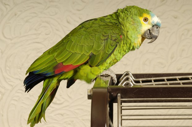 A parrot let the cat out of the bag about his owner's affair with the maid (stock image)