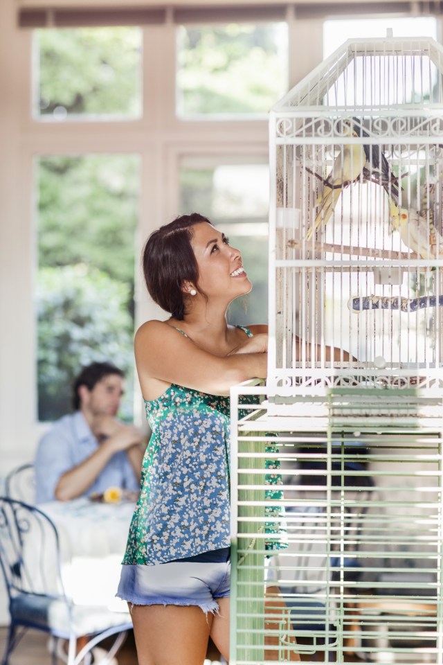  In the past other parrots have been accused of breaking up marriages after spouses discover affairs