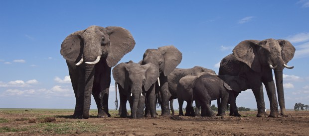 African Elephants