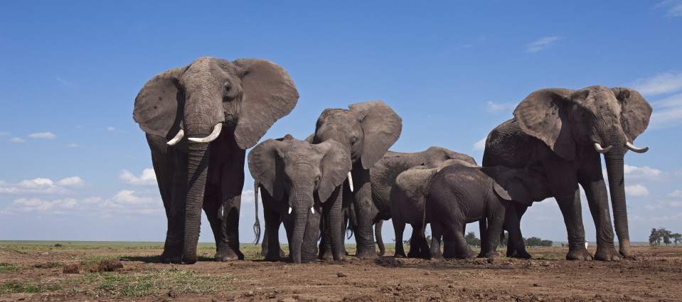  African elephants in Tanzania are among the species most at risk of extinction