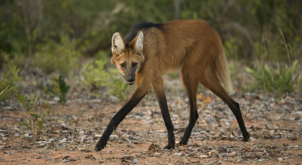  Unsustainable agriculture and the expansion of farmland are some of the reasons species like maned wolves are at risk