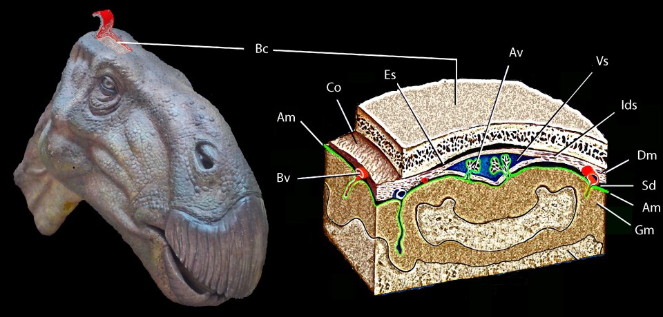  The brain was pressed against the skull - but this probably caused by gravity as the head decayed upside-down, and not because dinosaur brains were bigger than previously thought