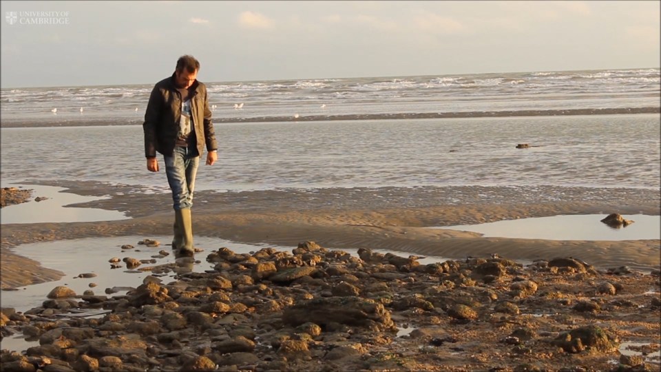  Fossil hunter Jamie Hiscocks found the pebble-like object on the beach at Bexhill-on-Sea