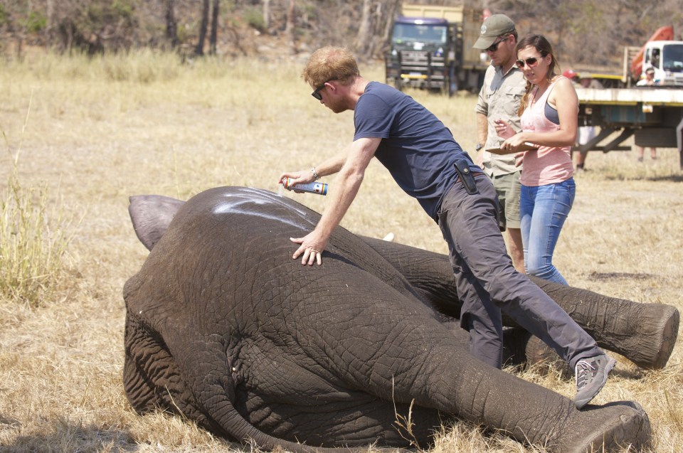  Prince Harry says: 'Marking one of the young males so that he is easily identifiable'