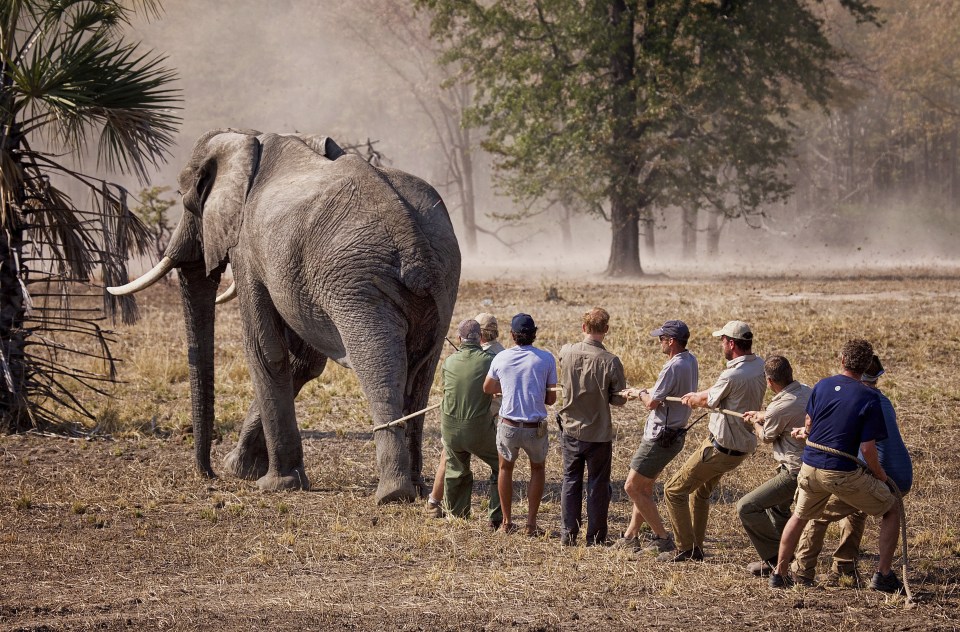 prince harry and elephants