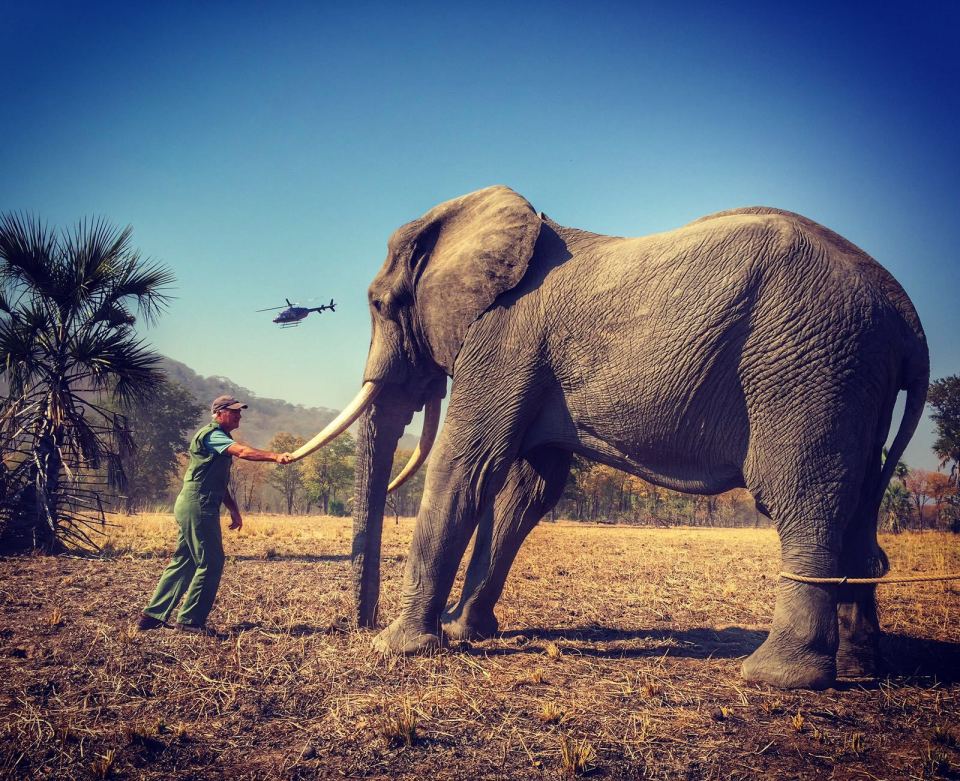  Awesome task of moving 500 elephants across Malawi