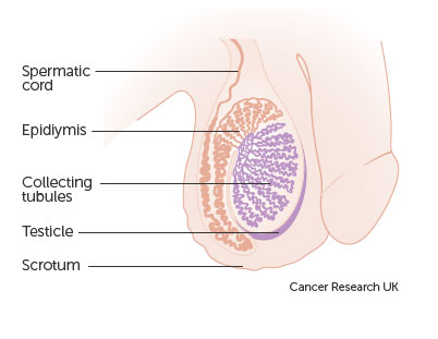  Cancer Research's guide to what's what down there