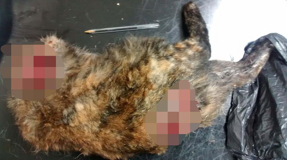  Missy was found with its head, front legs and tail ripped off by a vicar