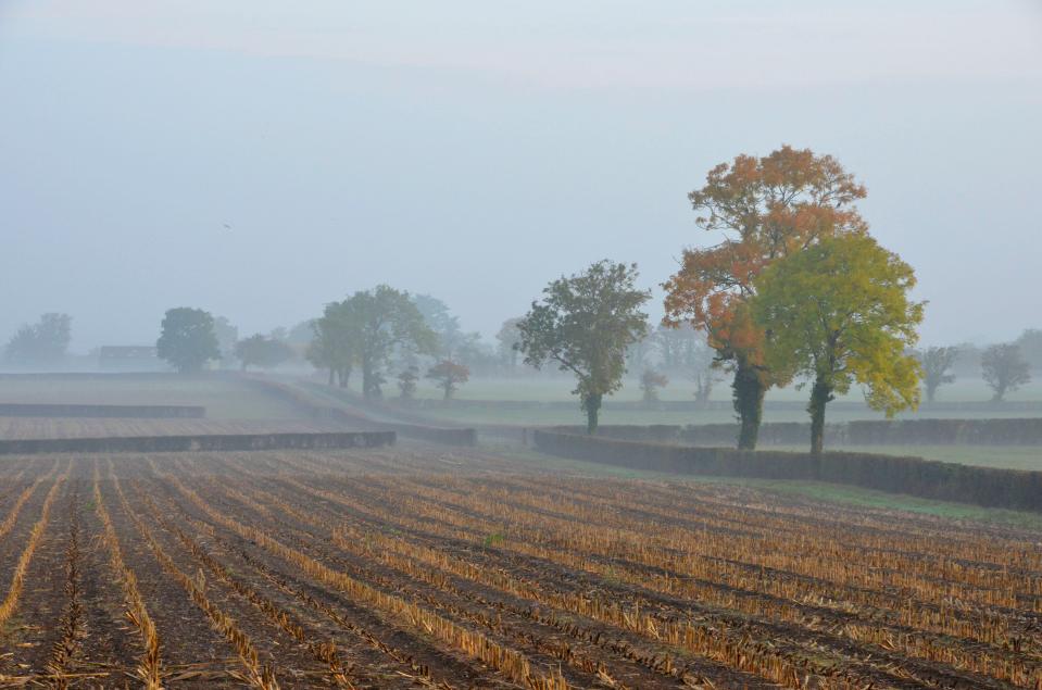  The view across misty fields shortly after sunrise this morning near Edington in Somerset