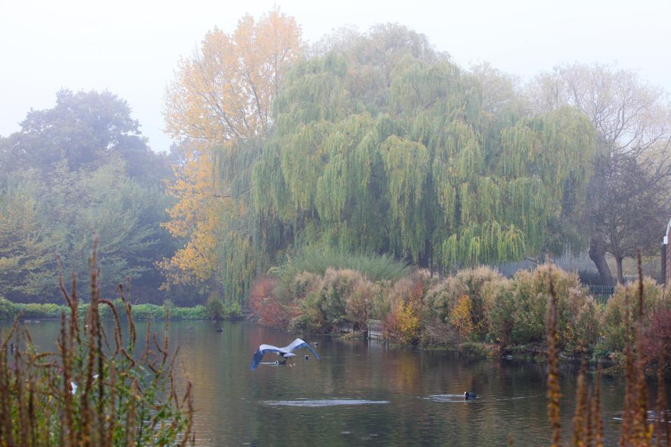  A heron flies through misty Finbury Park in North London today