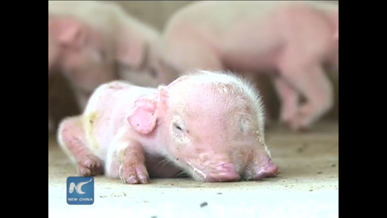  The piglet has been hand reared as it has difficulties feeding