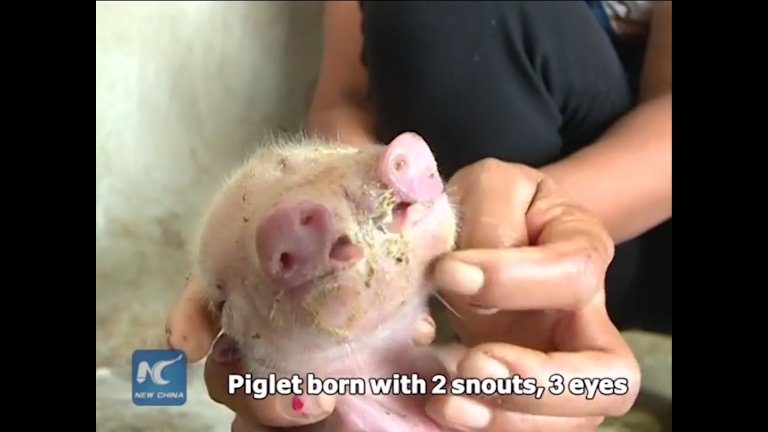  A video has surfaced of a bizarre mutant pig with two snouts and three eyes