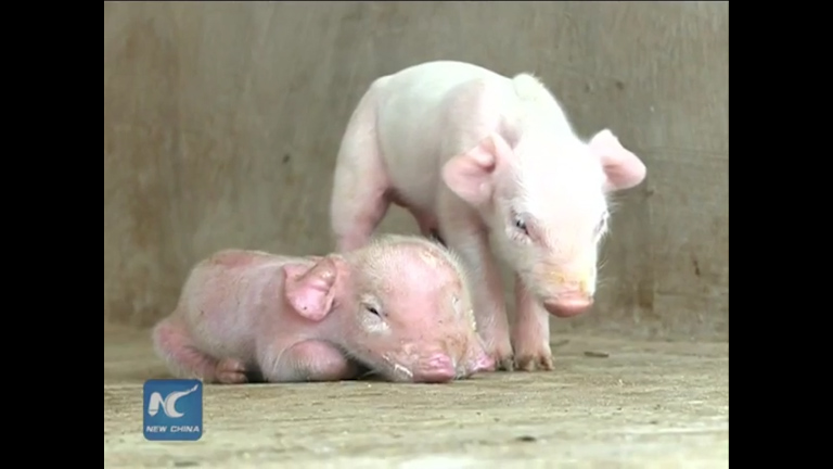  The piglet seems to get on with its brothers and sisters