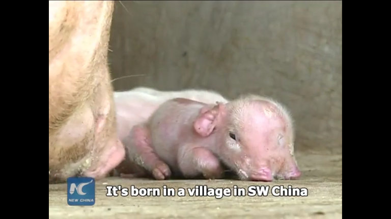  Another mutant pig was born in China in June