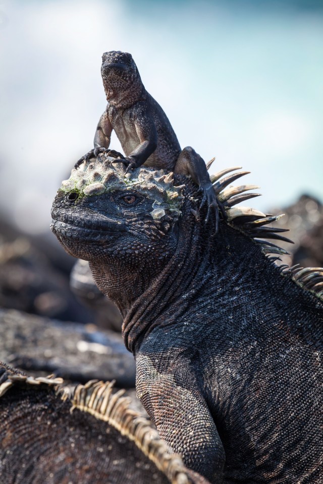  In the Galapagos, the crew captured a hatchling marine iguana perched on the head of an adult