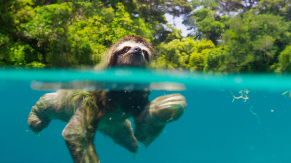 Planet Earth II - The endangered pygmy three-toed sloth is only found on the island of Escudo de Veraguas, Panama 