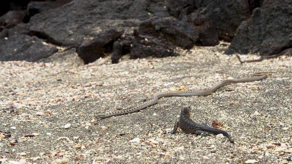 Planet Earth II - A hatchling marine iguana stands utterly still to avoid detection by the poor-sighted Galapagos racer snake