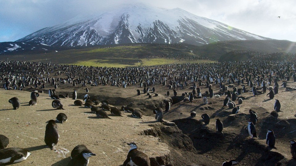 The Planet Earth II crew went to some of the most remote places on Earth, including Zavodovski Island, 1,300 miles to the east of the Falklands 