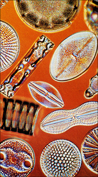  Hugely-magnified image of marine diatoms, types of algae (see 3.5bn) found in the sea. They harden into rock called diatomite