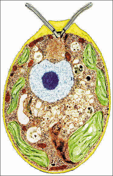  Green alga, similar to the first life (3.5bn)