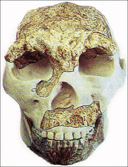  Skulls of Homo Erectus, including the one shown, were found Zhoukudian, along with tools and charcoal remains of a fire