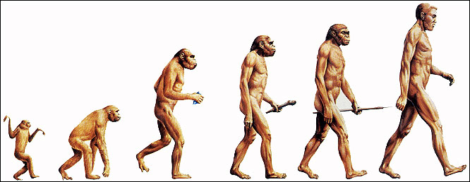  Various stages in our development, from small ape Aegyptopithecus to Homo Sapiens Sapiens