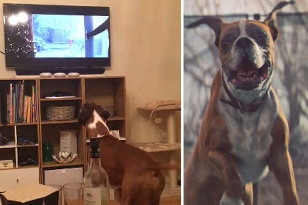 Dog loves John Lewis advert