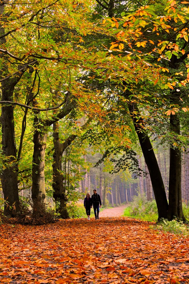  The Forestry Commission said they were appalled by the find in the popular nature attraction and removed the stakes