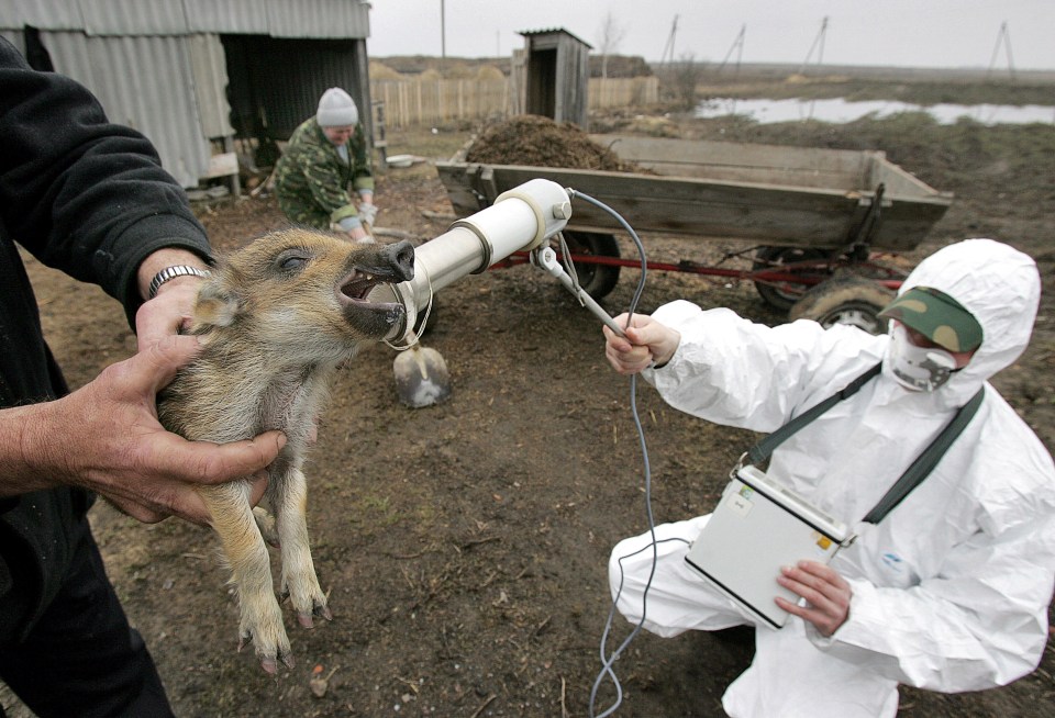  Animals are still checked for radiation within 30 miles of Chernobyl