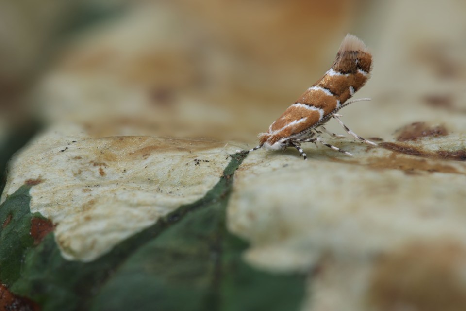 An adult leaf minor moth sits on a Horse Chestnut tree