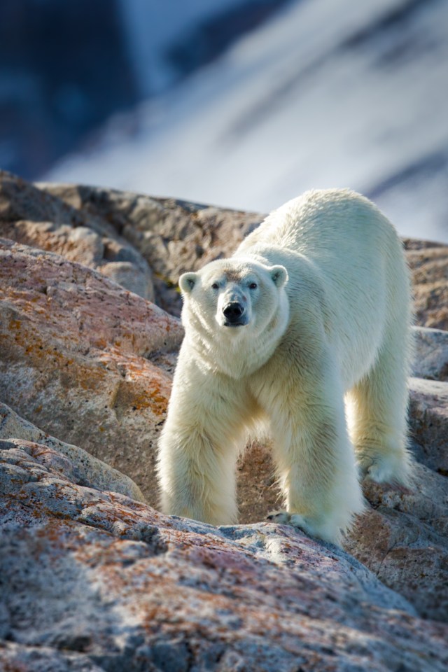  Polar bears are the only animals in the world that actively hunt humans