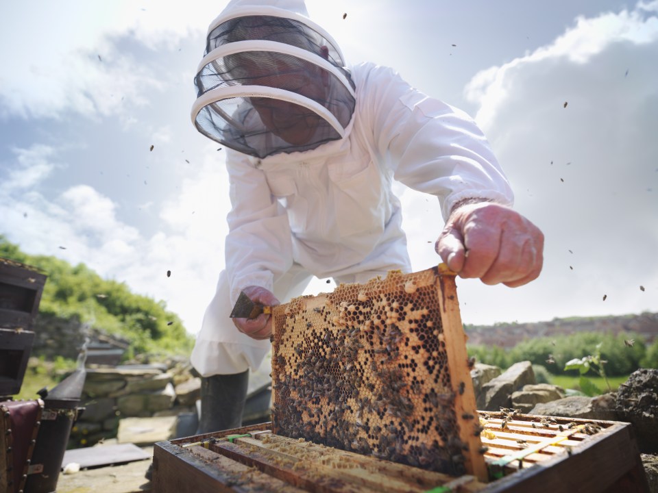  A UK university is advertising a part-time beekeeper role